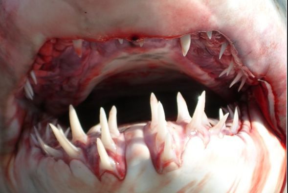 Что мы еще не знали о зубах?. стоматология