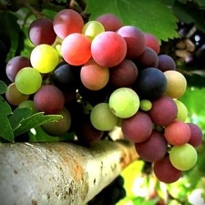 Чем слаще сорт, тем выше калорийность винограда