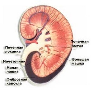 Особенности диеты при пиелонефрите