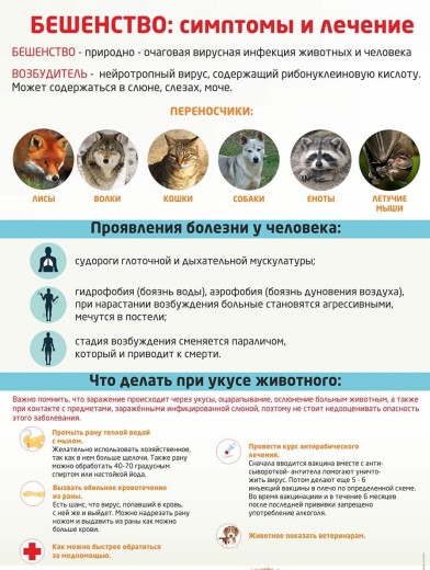 симптомы бешенства