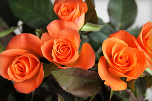 К чему дарят желтые или оранжевые розы: значение