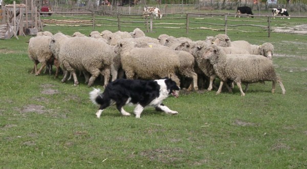 Пастушья собака со стадом овец