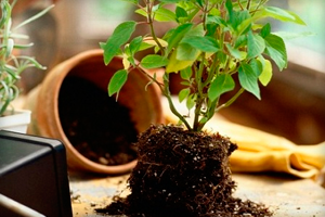 Подкормка дрожжами растений — рецепты удобрения