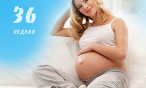 Как протекает 36 неделя беременности