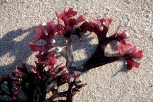 Для производства каррагинанов используют красные морские водоросли