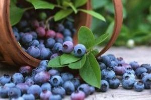 Калорийность черники составляет около 38 ккал на 100 г