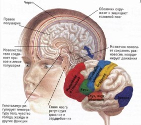 зоны коры головного мозга