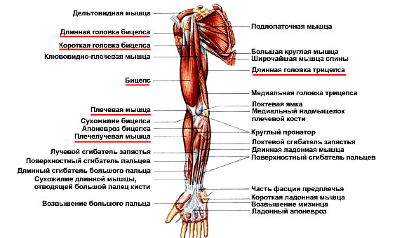 Передняя группа мышц плеча
