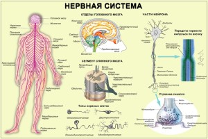 нервная система человека карта