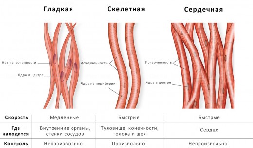 Поперечнополосатая ткань мускулов тела и сердечная мышечная ткань 
