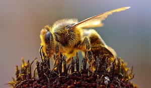  Животные-целители. Пчелы 