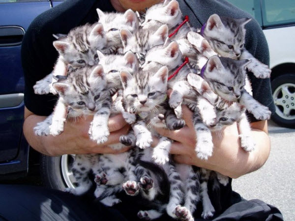 Аллергия на кошек
