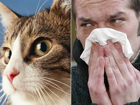 Как избавиться от аллергии на животных?