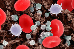 Анализ крови на инфекции