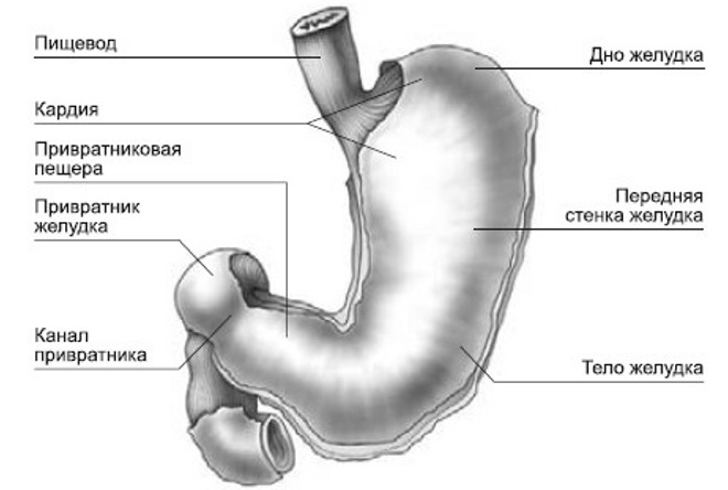 Анатомия кардии желудка