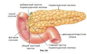 anatomiya-podheludochnoy-zhelezi