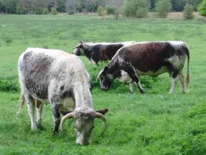 коровы на лугу
