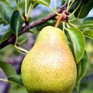 Есть множество рецептов как похудеть на грушах