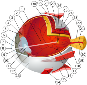 Структура глаза: 1: задняя камера; 2: зубчатый край; 3: ресничная мышца; 4: ресничный поясок; 5: Шлеммов канал; 6: зрачок; 7: передняя камера; 8: роговица; 9: радужная оболочка; 10: кора хрусталика; 11: ядро хрусталика; 12: цилиарный отросток; 13: конъюнктива; 14: нижняя косая мышца; 15: нижняя прямая мышца; 16: медиальная прямая мышца; 17: артерии и вены сетчатки; 18: слепое пятно (сосочек зрительного нерва); 19: твердая мозговая оболочка; 20: центральная артерия сетчатки; 21: центральная вена сетчатки; 22: зрительный нерв; 23: вортикозная вена; 24: влагалище глазного яблока; 25: жёлтое пятно; 26: центральная ямка; 27: склера; 28: сосудистая оболочка глаза; 29: верхняя прямая мышца; 30: сетчатка.