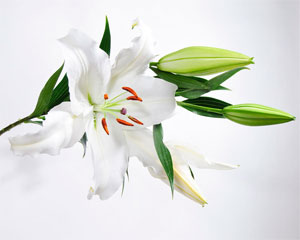 белая лилия