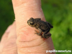 Фото маленькой лягушки на пальце феловека к статье о средствах от бородавок