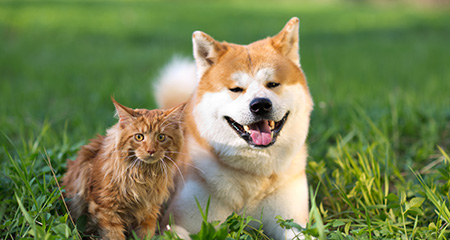 Чем можно заразиться от кошек и собак: перечень болезней