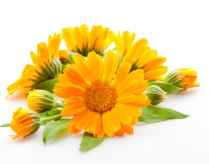 Цветки календулы: лечебные свойства