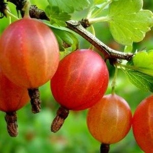 Калорийность крыжовника не значительна