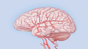 кровеносные сосуды головного мозга