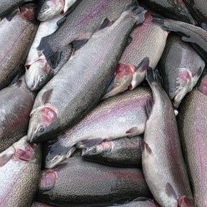 Калорийность форели слабосоленой составляет 186 ккал на 100 гр 