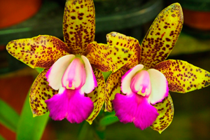 Орхидея дома в горшке — как правильно ухаживать за рестением