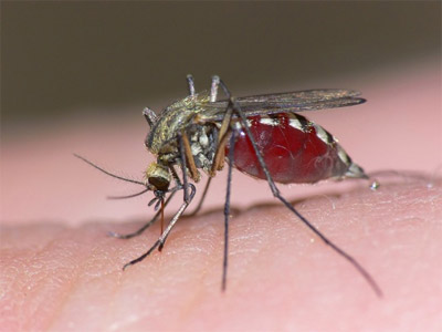 комар сосет кровь
