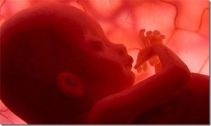 Как развивается эмбрион?