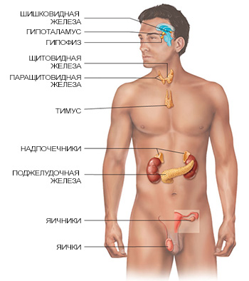 endocrine-organs