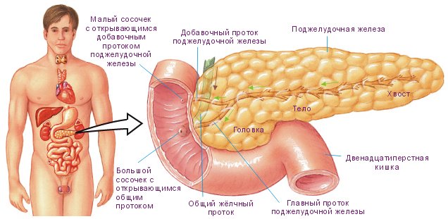 Анатомия и части органа