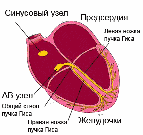 Схема работы сердечных импульсов