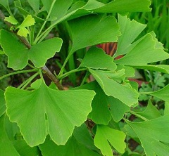 Гинкго Билоба - препарат на основе экстракта листьев одноименного дерева