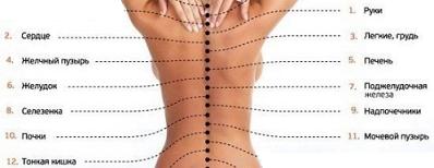 Связь позвонков грудного отдела позвоночника с другими органами и частями тела.