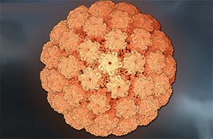  папилломавирус
