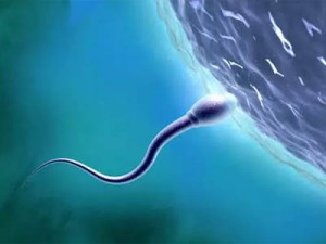 активный сперматозоид