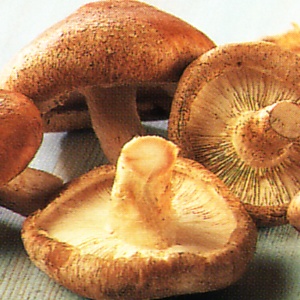 Калорийность грибов вешенка невелика