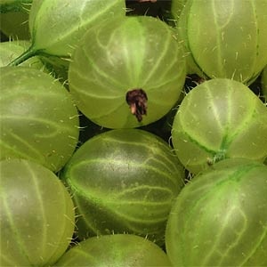 Невысокая калорийность крыжовника делает его диетическим продуктом