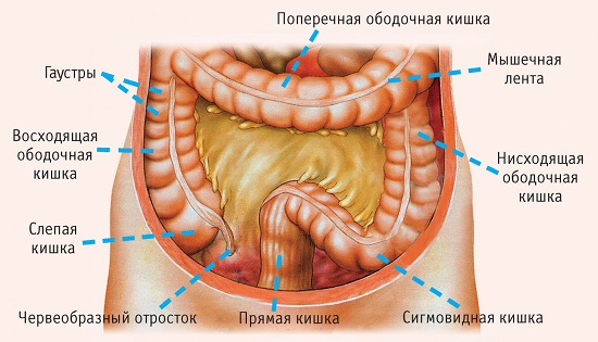 Анатомия органа