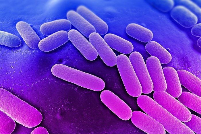 Бактерия в кишечнике