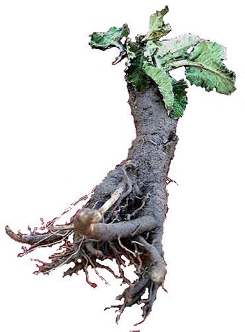корень лопуха