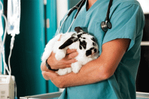 кролик на руках