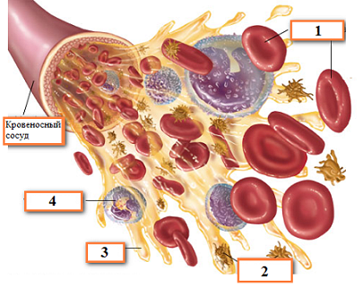 схема форменных элементов крови