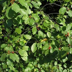 Крушина ломкая