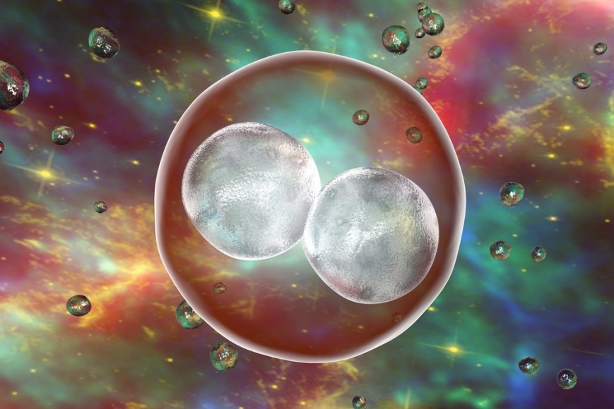 Культивирование эмбрионов до стадии бластоцисты