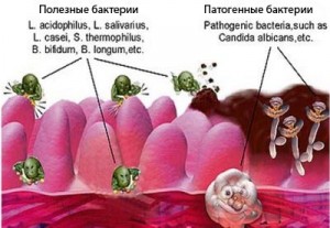  бактерии в кишечнике
